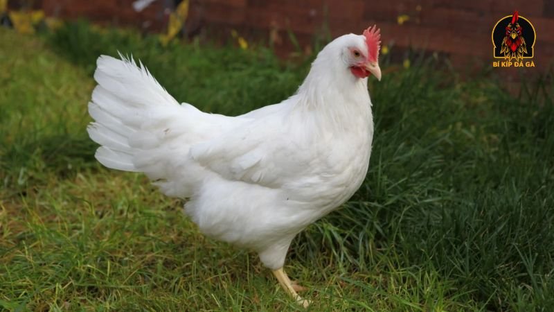 Đặc điểm gà Leghorn