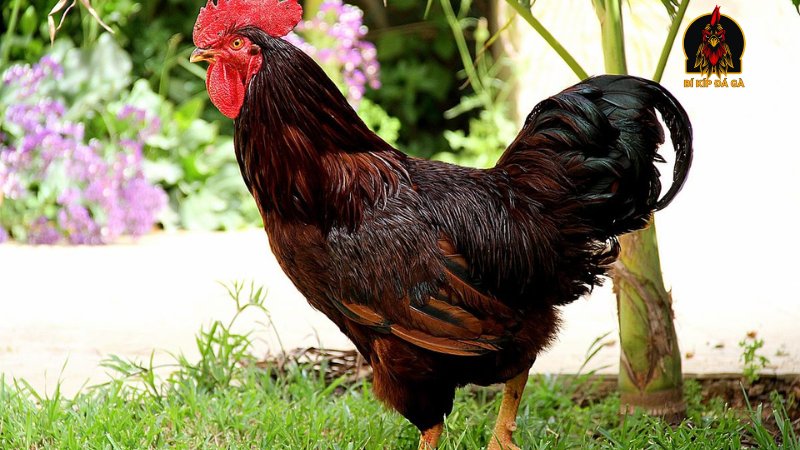 Đặc điểm gà Rhode Island Red