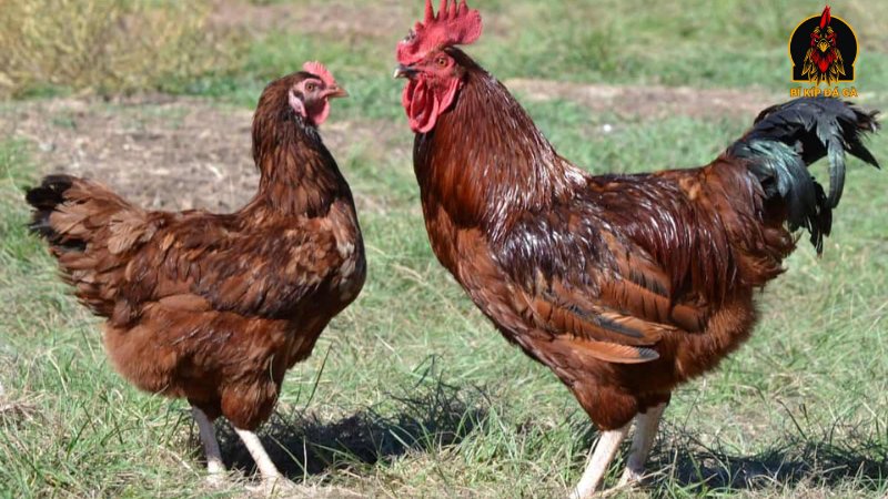 Nguồn gốc gà Rhode Island Red  