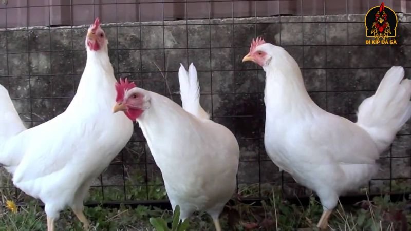 Tiềm năng kinh tế của gà Leghorn