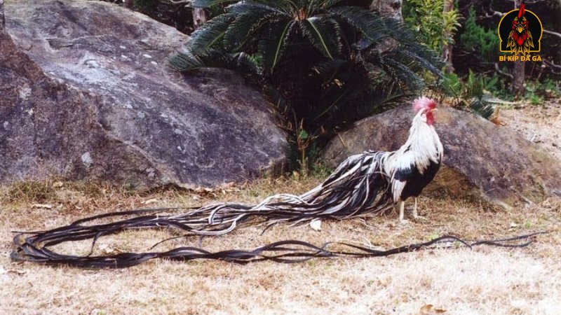 Nguồn gốc gà Onagadori  