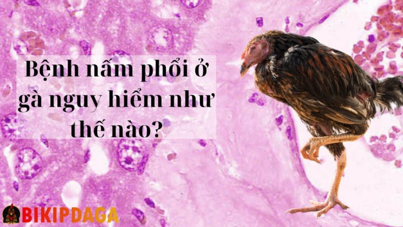 Bệnh nấm phổi ở gà có nguy hiểm không?