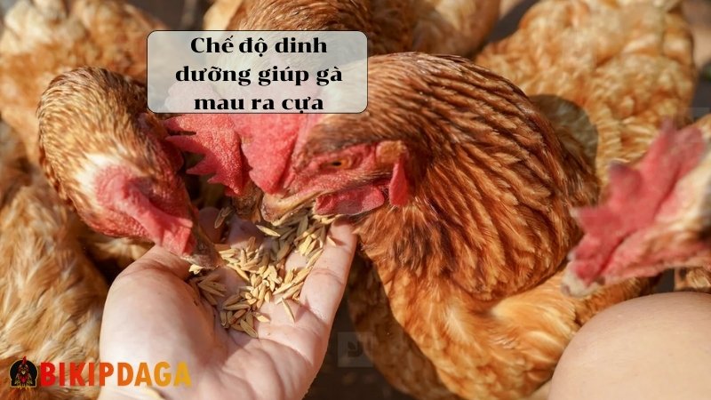 Cách làm cho gà mau ra cựa qua chăm sóc và dinh dưỡng