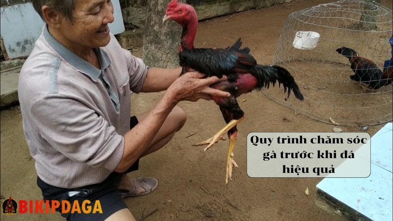 Quy trình chăm sóc gà trước khi đá đúng cách