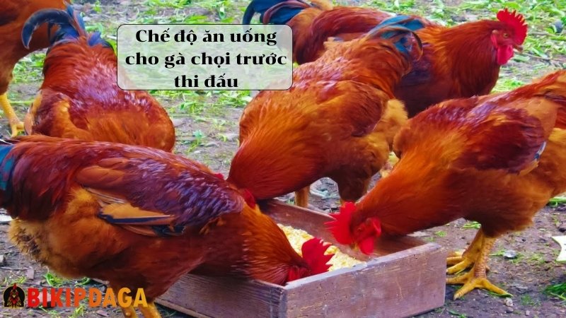 Chế độ dinh dưỡng cho gà chọi trước khi đá