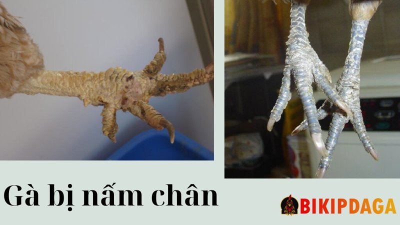 Nguyên nhân gây nấm chân ở gà chọi 