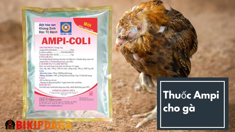 Thuốc thú y Ampicoli cho gà