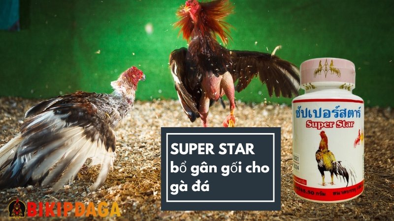 SUPER STAR bổ gân gối cho gà đá