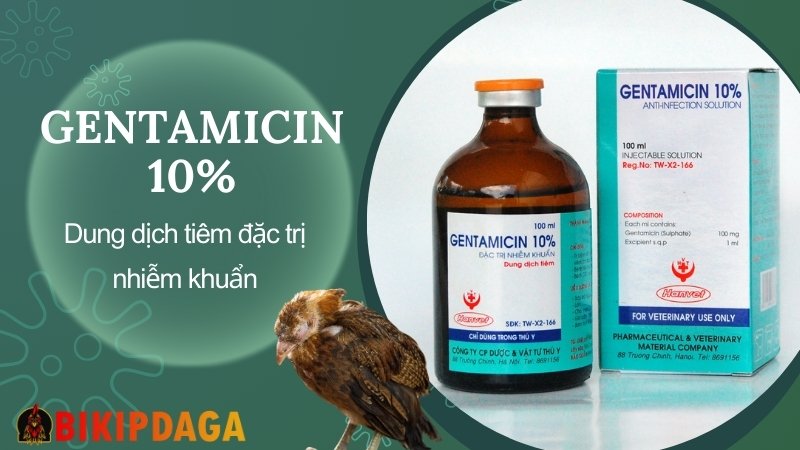 Gentamicin 10% - Dung dịch tiêm đặc trị nhiễm khuẩn