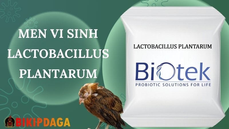 Men vi sinh Lactobacillus plantarum 