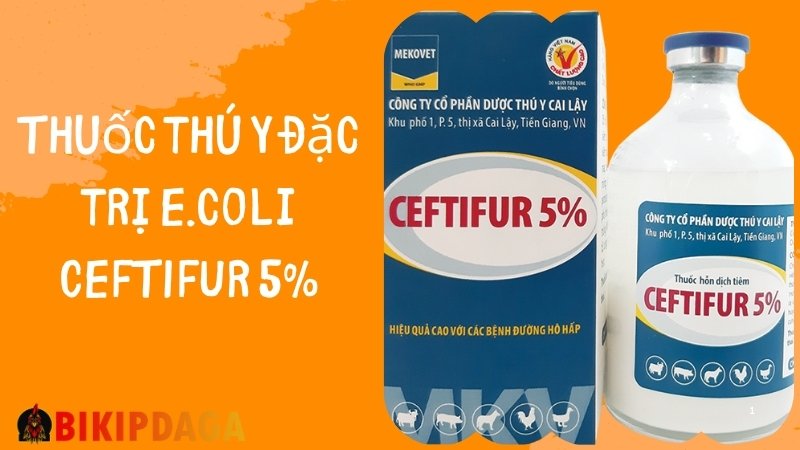 Thuốc thú y đặc trị E.coli CEFTIFUR 5% đặc trị e.coli, viêm phổi, tụ huyết trùng