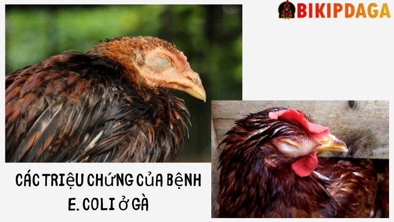 Triệu chứng của gà bị E.coli