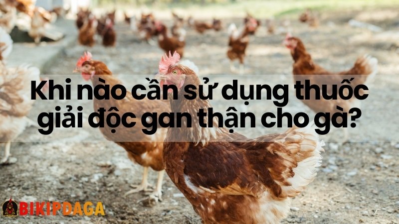 Nên sử dụng thuốc giải độc gan thận cho gà khi nào?