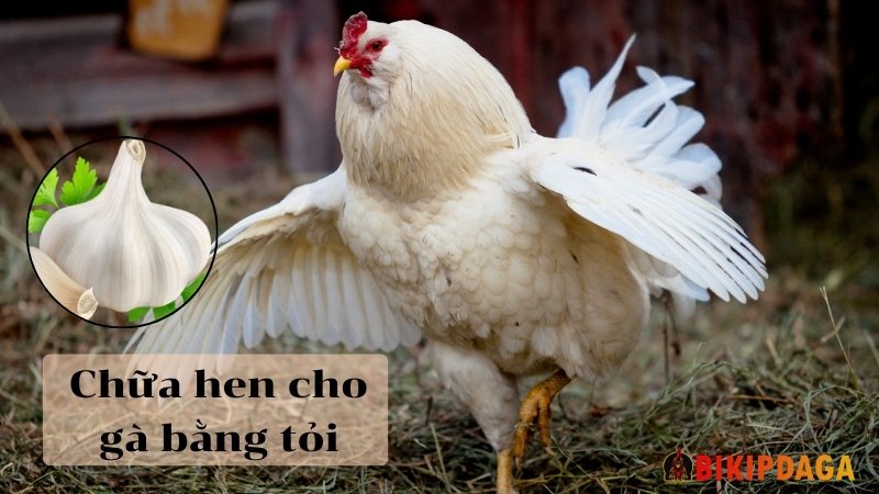 Chữa hen cho gà bằng tỏi