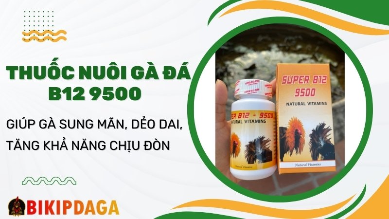 Thuốc B12 tăng cường sức đề kháng cho gà đá