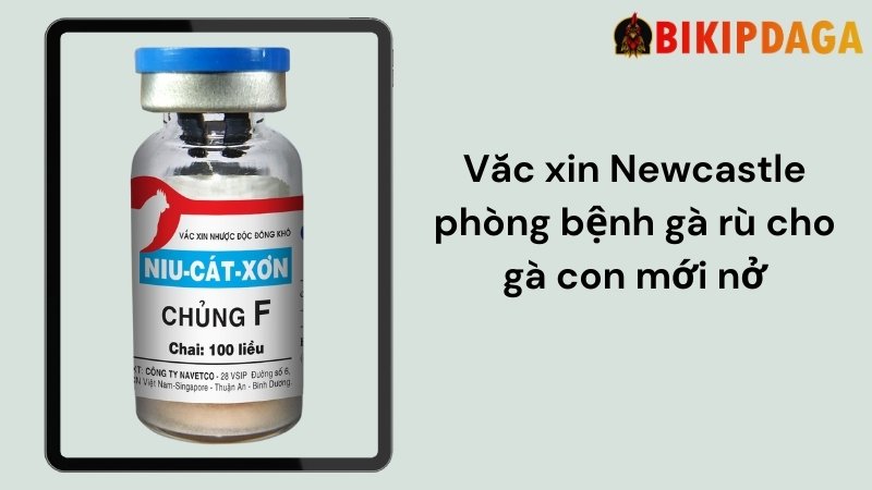 Thuốc Newcastle phòng bệnh gà rù cho gà con mới nở