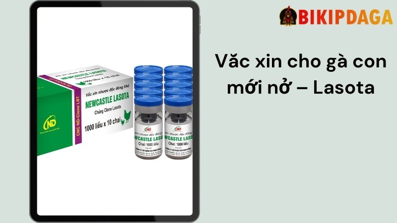 Thuốc cho gà con mới nở – Lasota