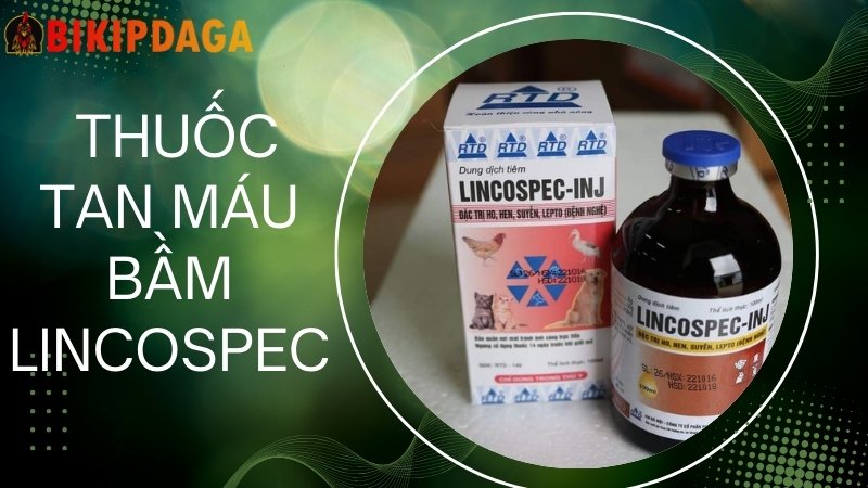 Thuốc tan máu bầm LINCOSPEC