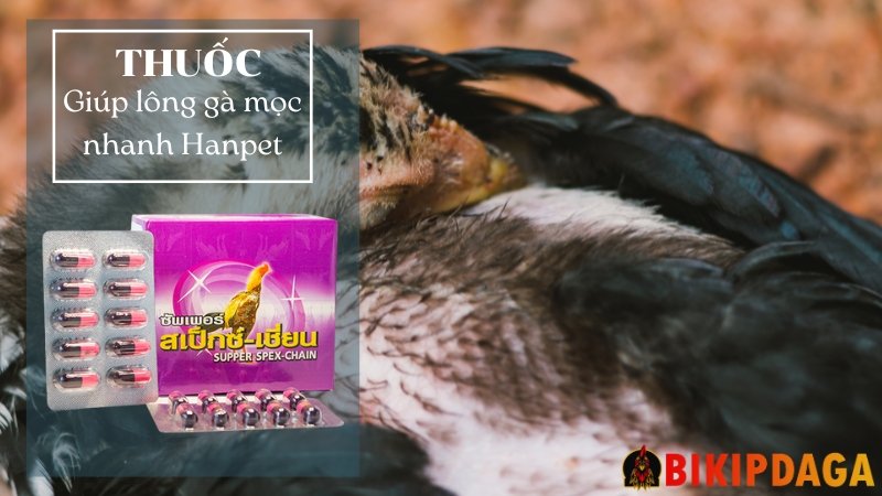 Thuốc giúp lông gà mọc nhanh Hanpet