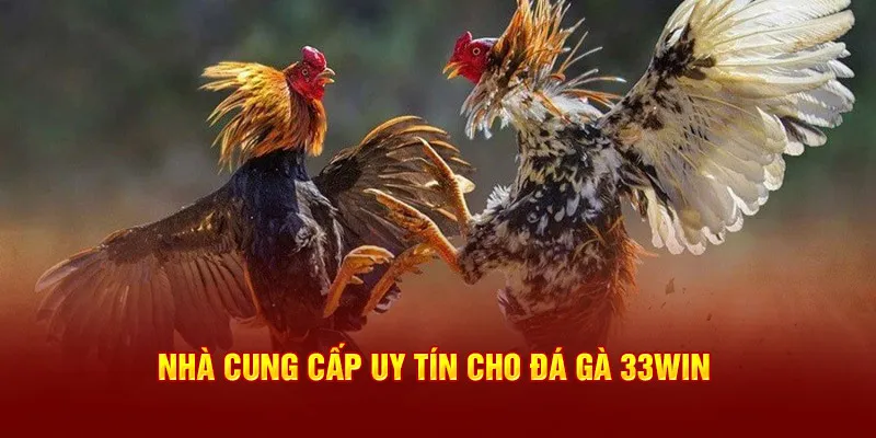 Nhà cung cấp uy tín cho đá gà 33Win