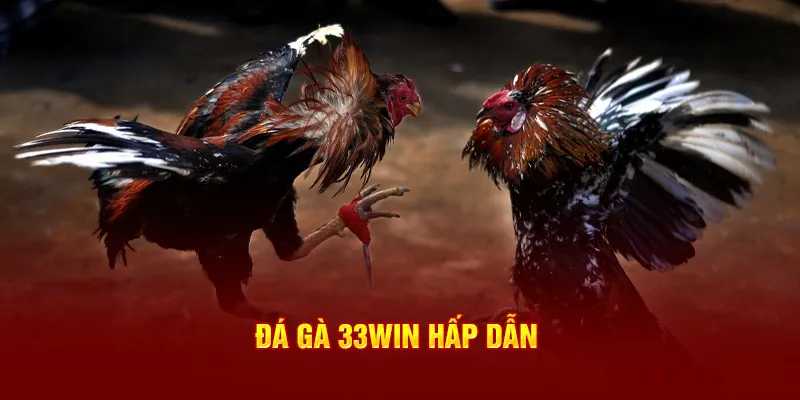 Đá gà 33Win hấp dẫn