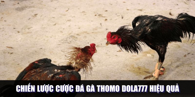 Chiến lược cược đá gà thomo DOLA777 thắng lớn