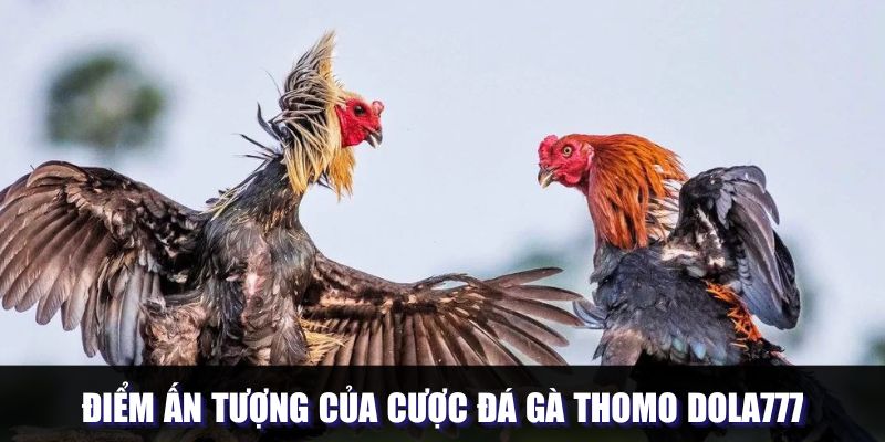 Điểm mạnh của hình thức đấu chiến kê Thomo tại DOLA777