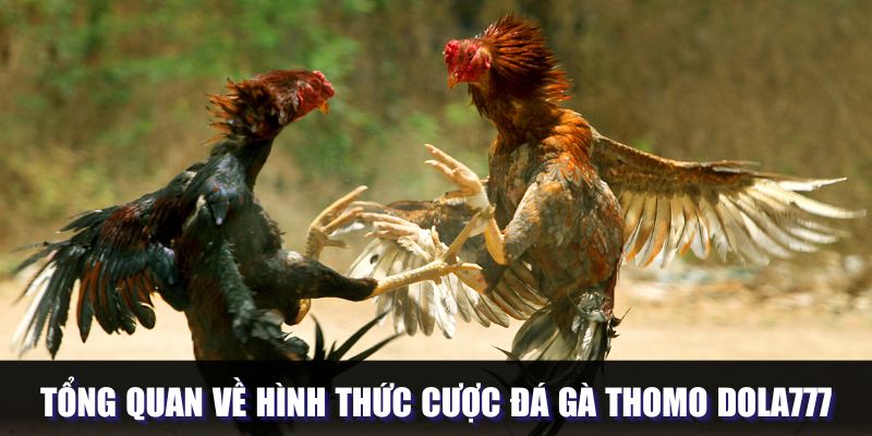 Khái quát về sảnh đấu chiến kê Thomo tại DOLA777
