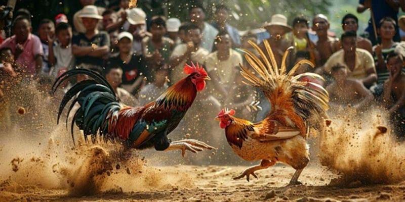 GA6789 – Đấu trường máu lửa cho dân chơi đam mê gà chọi