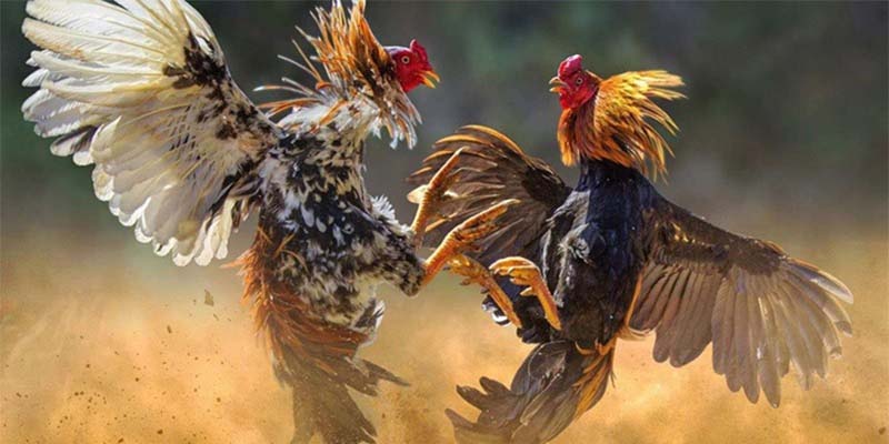 Theo dõi lịch đá và chọn thời điểm vàng