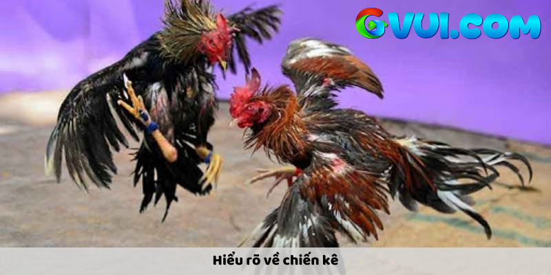Hiểu rõ về chiến kê