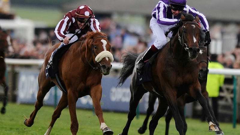 Cách đọc thông số ngựa trước race chỉ mất 30 giây